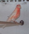 /album/fotogaleria/pajaros-2012-053-jpg/